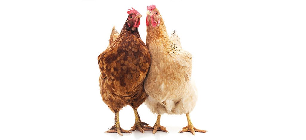 Adoptez des poules | Mulhouse Alsace Agglomération – m2A
