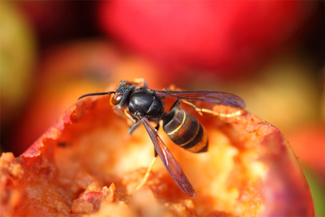 2026-frelon-asiatique-3_1350x900px