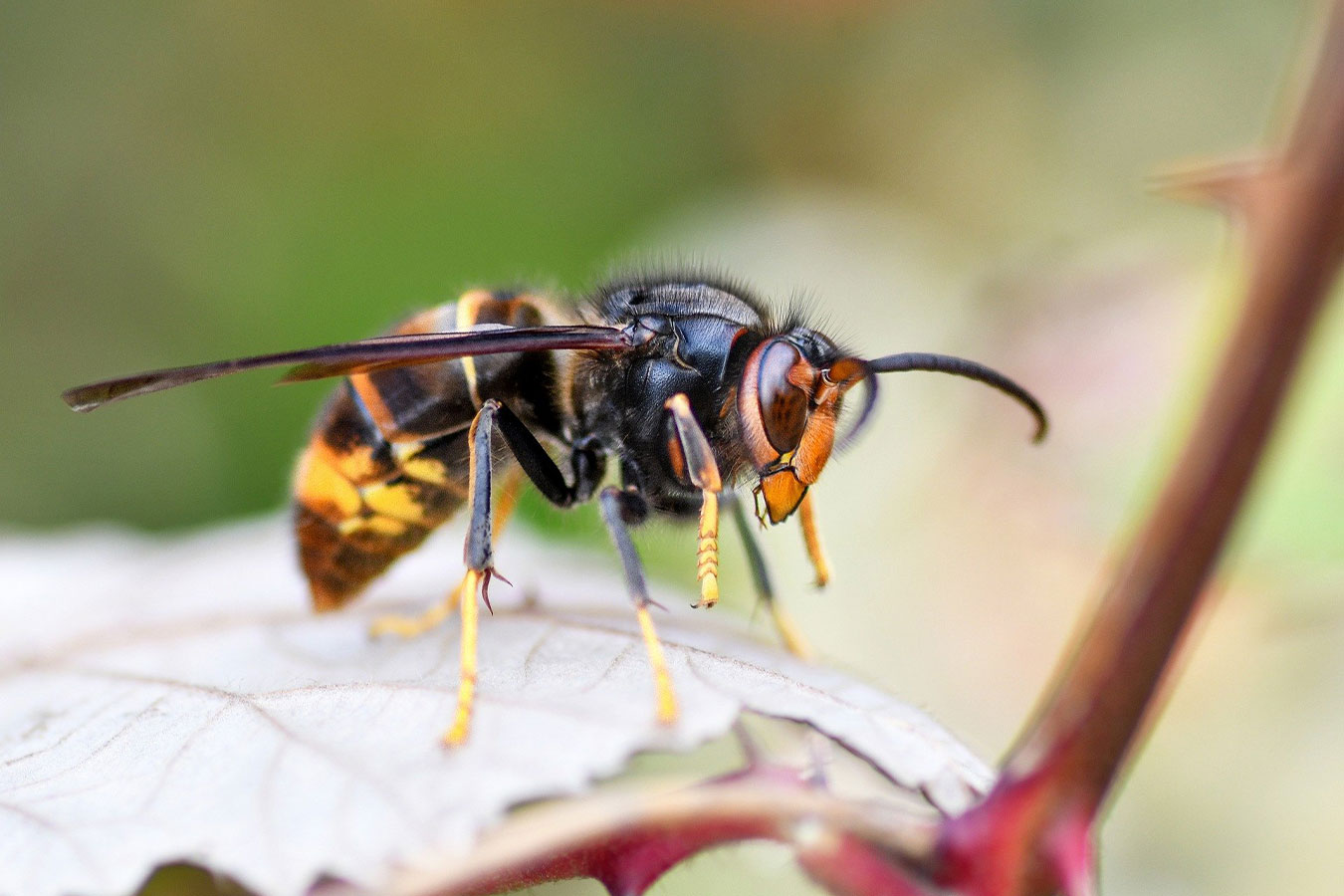 2026-frelon-asiatique-4_1350x900px