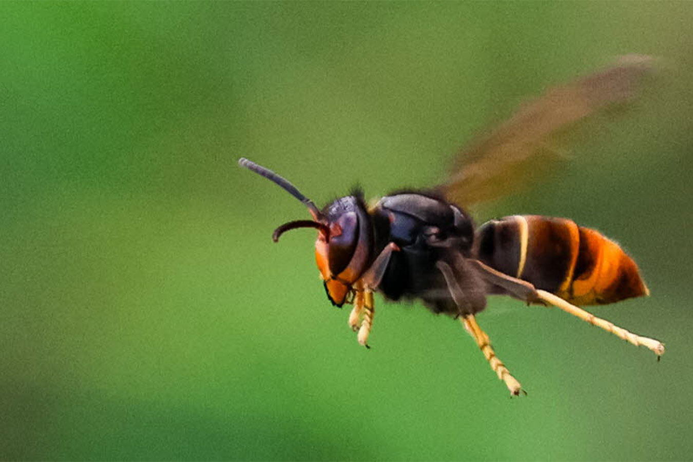 2026-frelon-asiatique-5_1350x900px